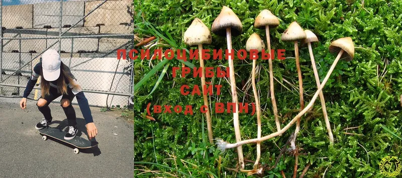 Галлюциногенные грибы Psilocybine cubensis  цена наркотик  Ахтубинск 